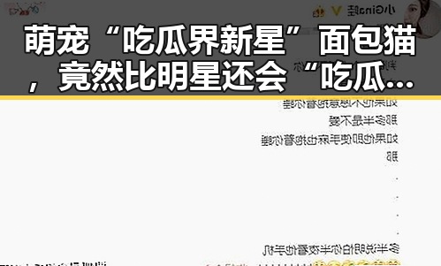 萌宠“吃瓜界新星”面包猫,竟然比明星还会“吃瓜”!