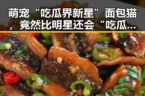 萌宠“吃瓜界新星”面包猫,竟然比明星还会“吃瓜”!